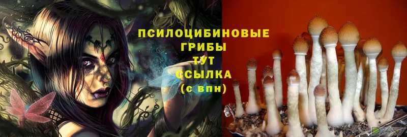 Галлюциногенные грибы Magic Shrooms  OMG tor  Нововоронеж 